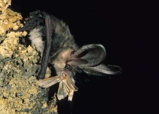Murciélago orejudo (Plecotus teneriffae) 3810