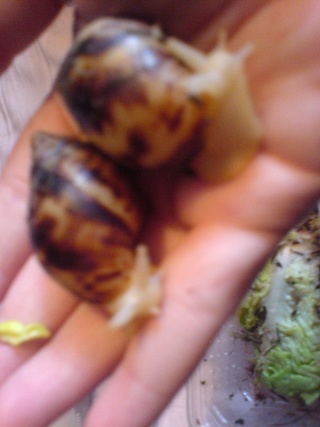 My New Achatina Reticulata Dsc01811