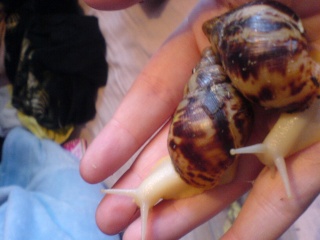 My New Achatina Reticulata Dsc01820