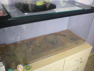 This will be banana's new tank soon.. - Page 2 Dsc01914