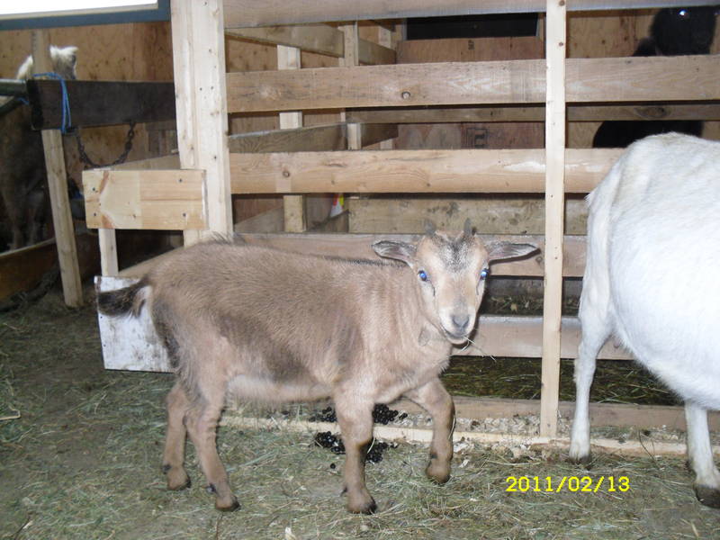 mes chèvres 4984a911