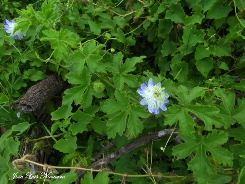  “Mburucuyá rastrero”,o “Pasionaria azul” ( Passiflora chrysophylla ) P1520113