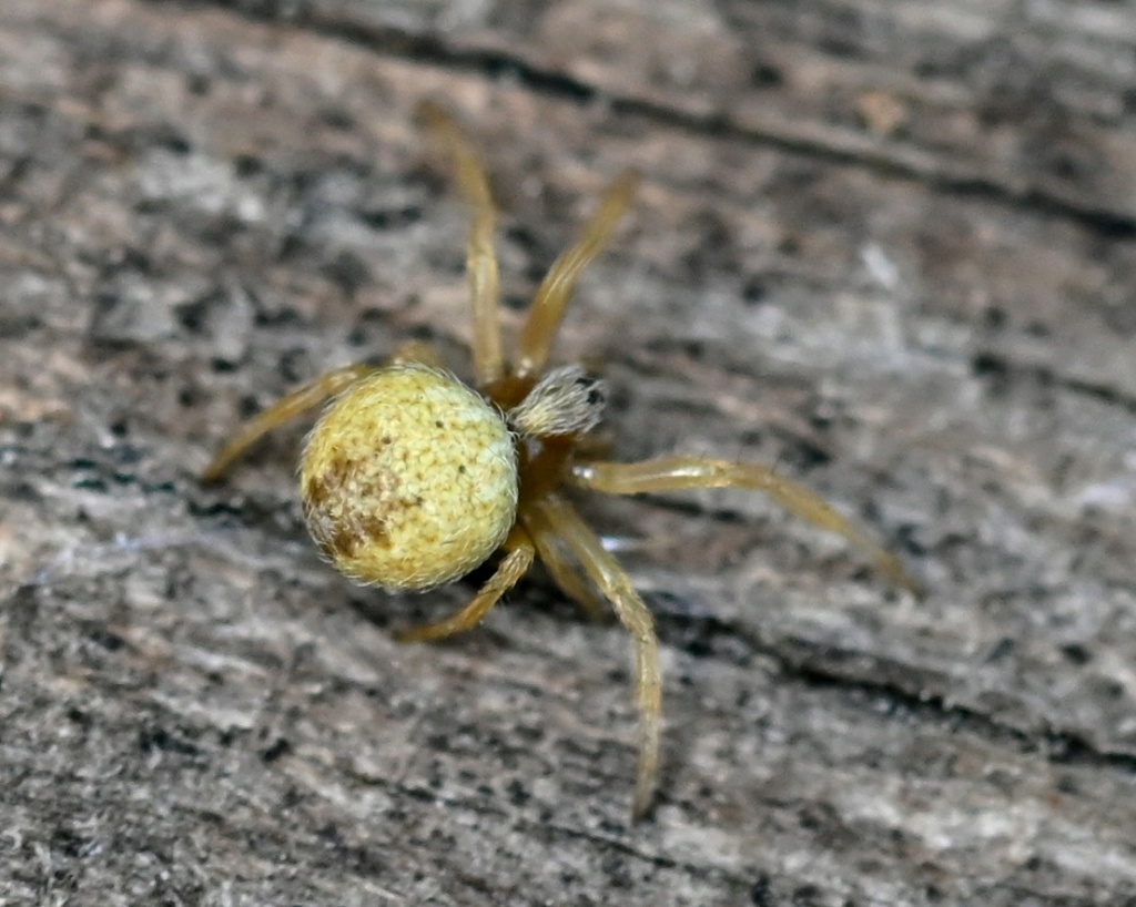 Une micro Araneus ? [Agalenatea redii ?] Dsc_0417