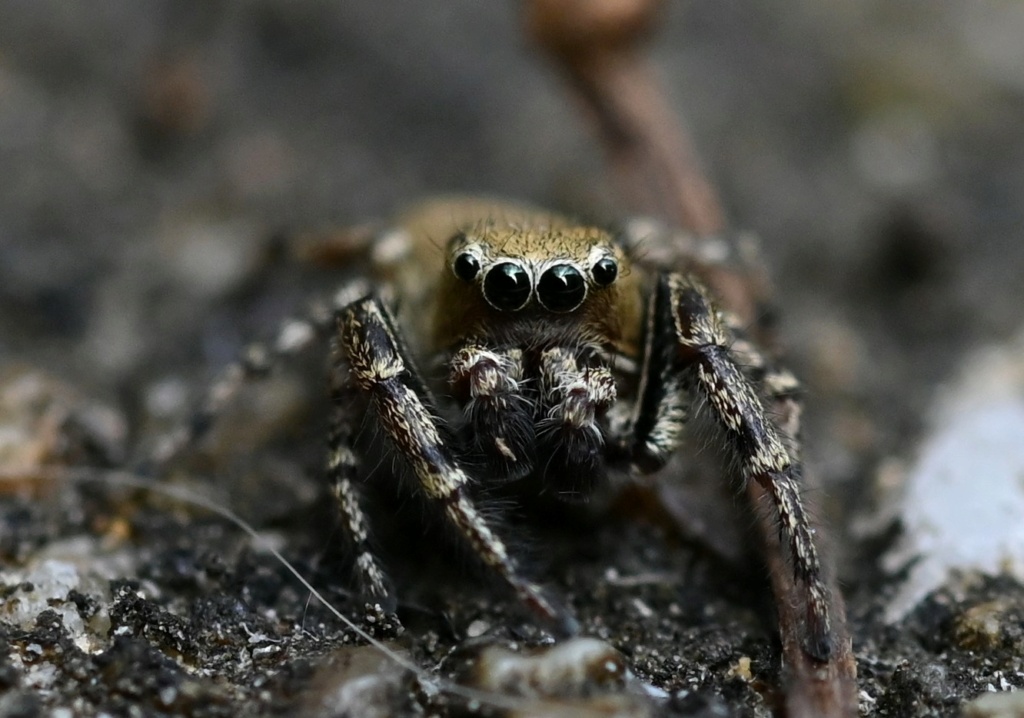 Dendryphantes rudis ? [Dendryphantes rudis] Dsc_2416