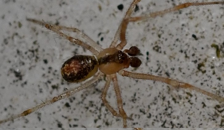 Theridion mâle ? Dsc_3013