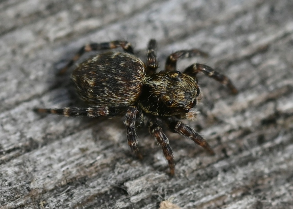 [Pseudeuophrys erratica ] Jeune salticidae Dsc_3418