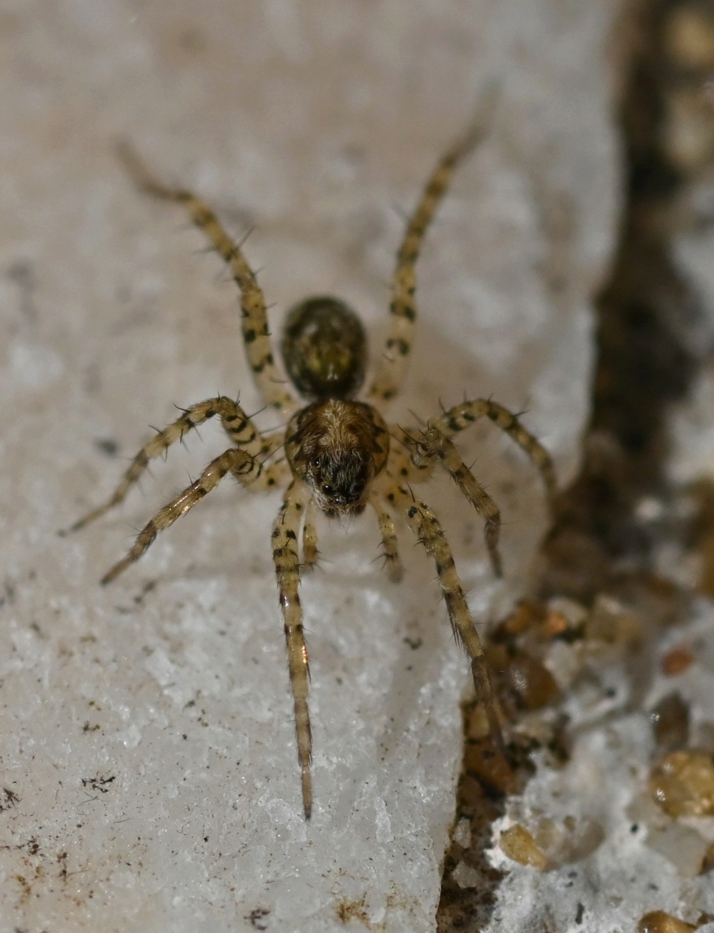 Pardosa avec col Dsc_3814