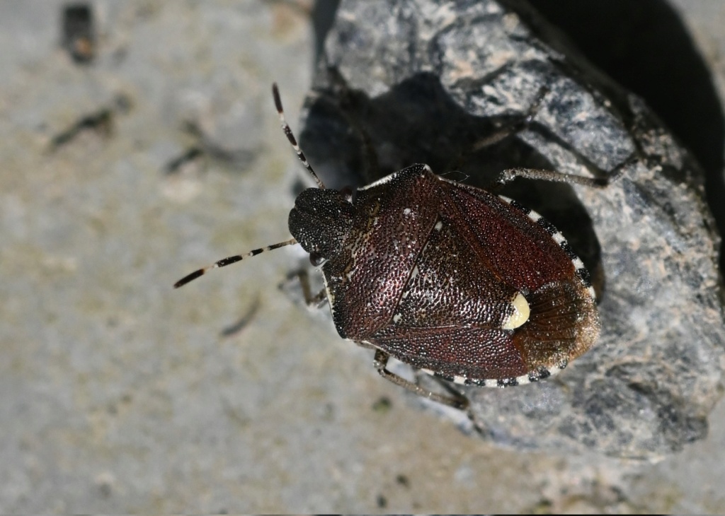 [Holcostethus sphacelatus] Holcostethus sphacelatus Dsc_4317