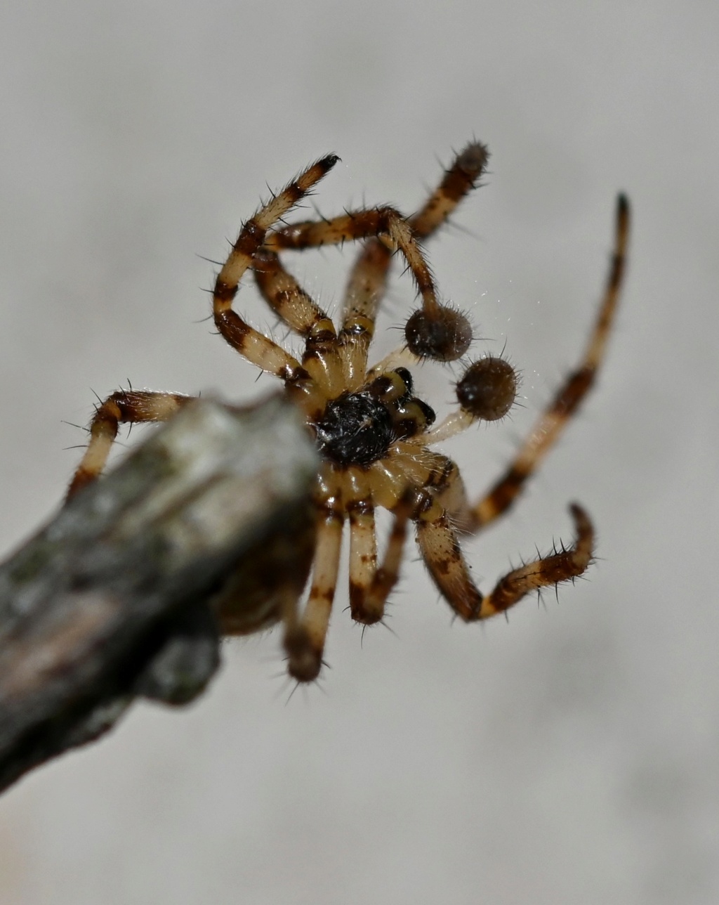 [Araneus quadratus] Araneus quadratus ? Dsc_4615