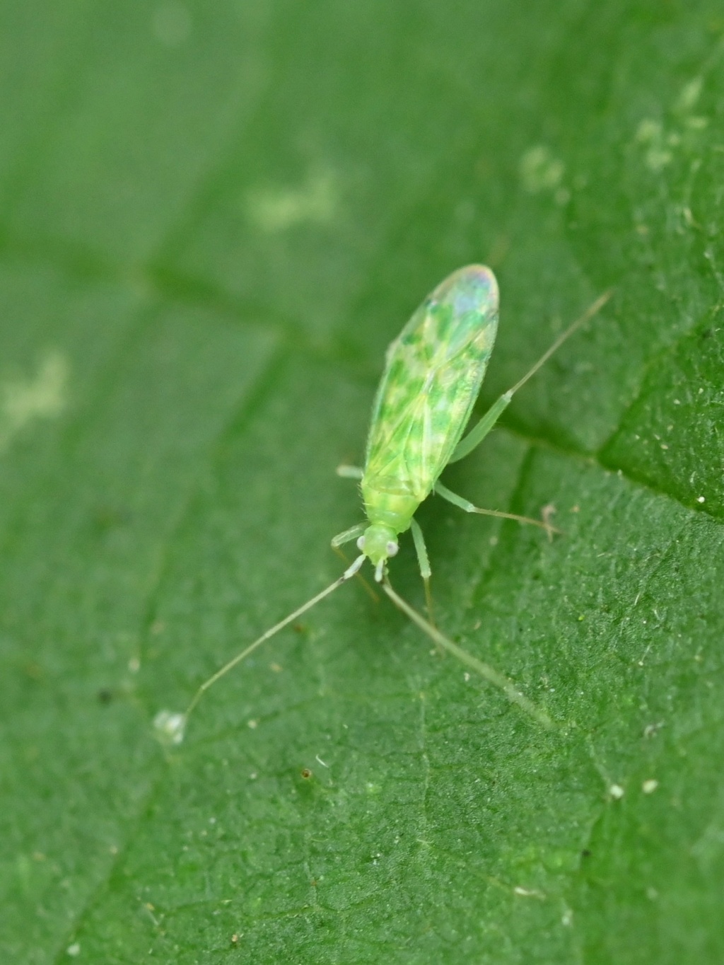 [Malacocoris chlorizans] Malacocoris chlorizans Dsc_4812