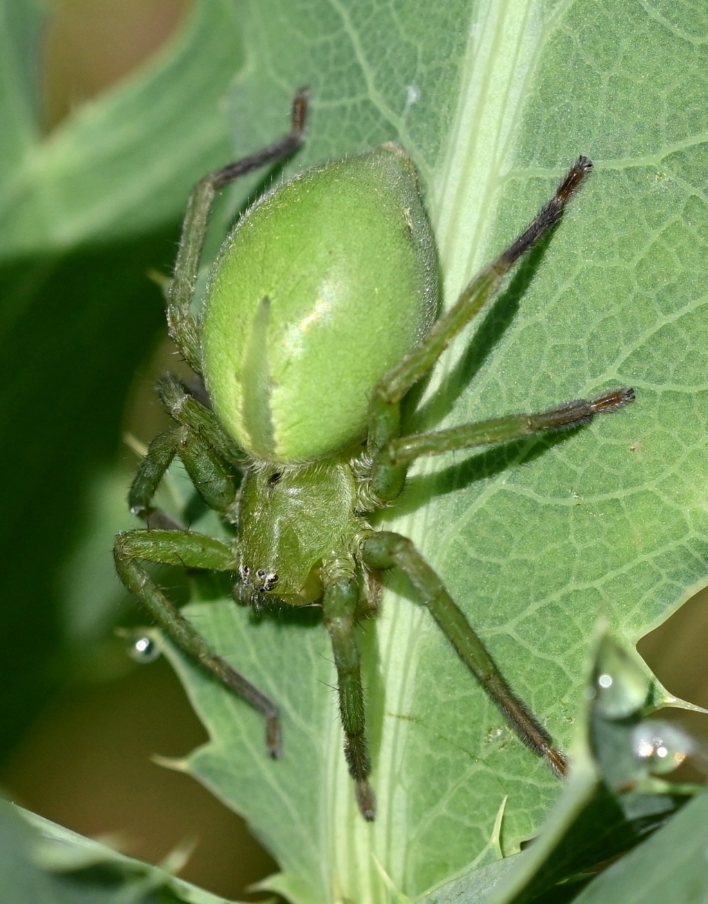 [Micrommata ligurina] Micrommata ligurina Dsc_5511