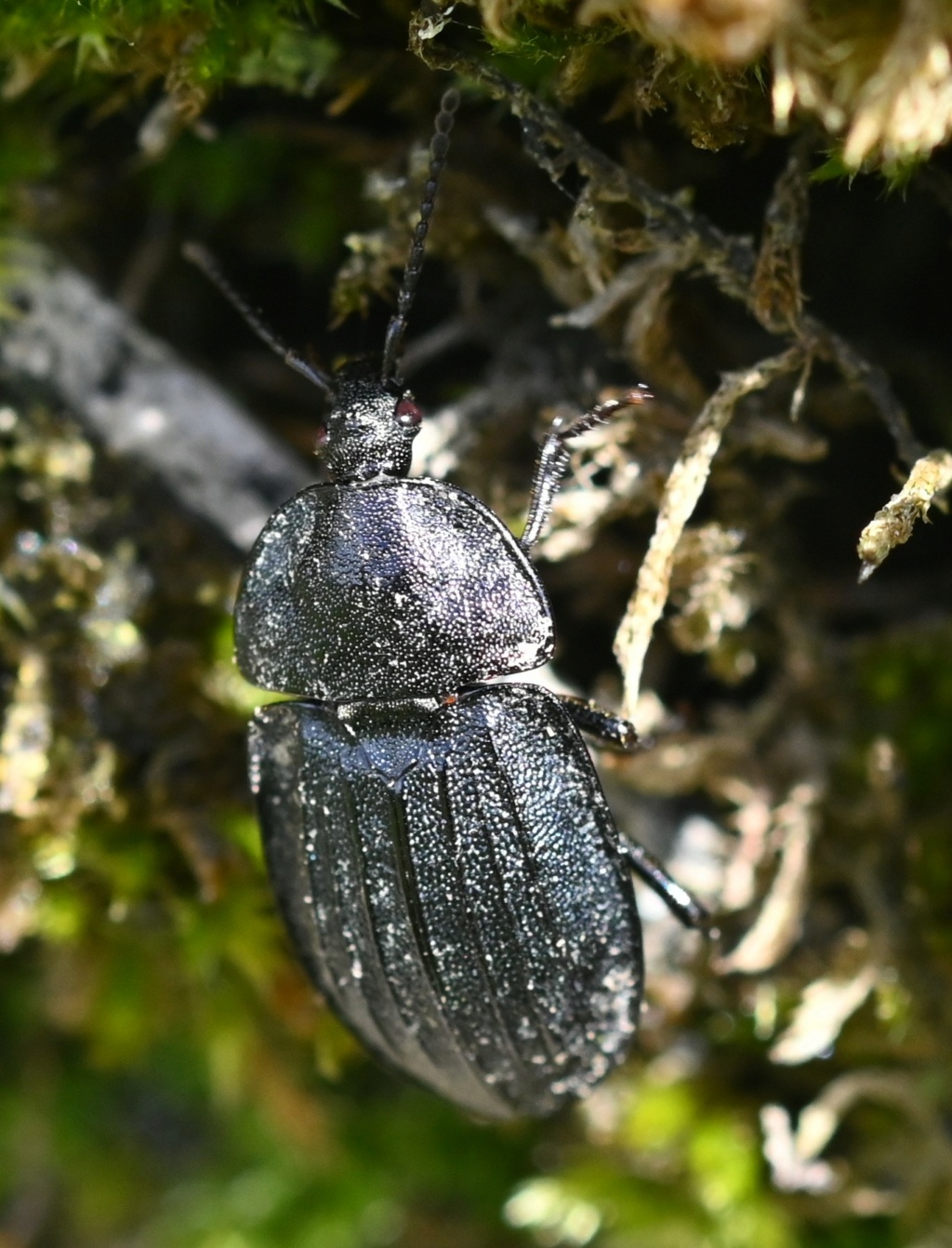 [Phosphuga atrata] Silphidé sur un muret ? Dsc_6614