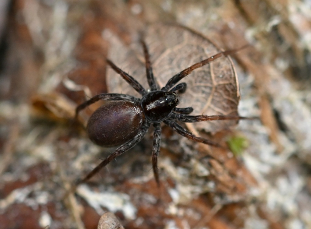 Pardosa groupe lugubris Dsc_7220