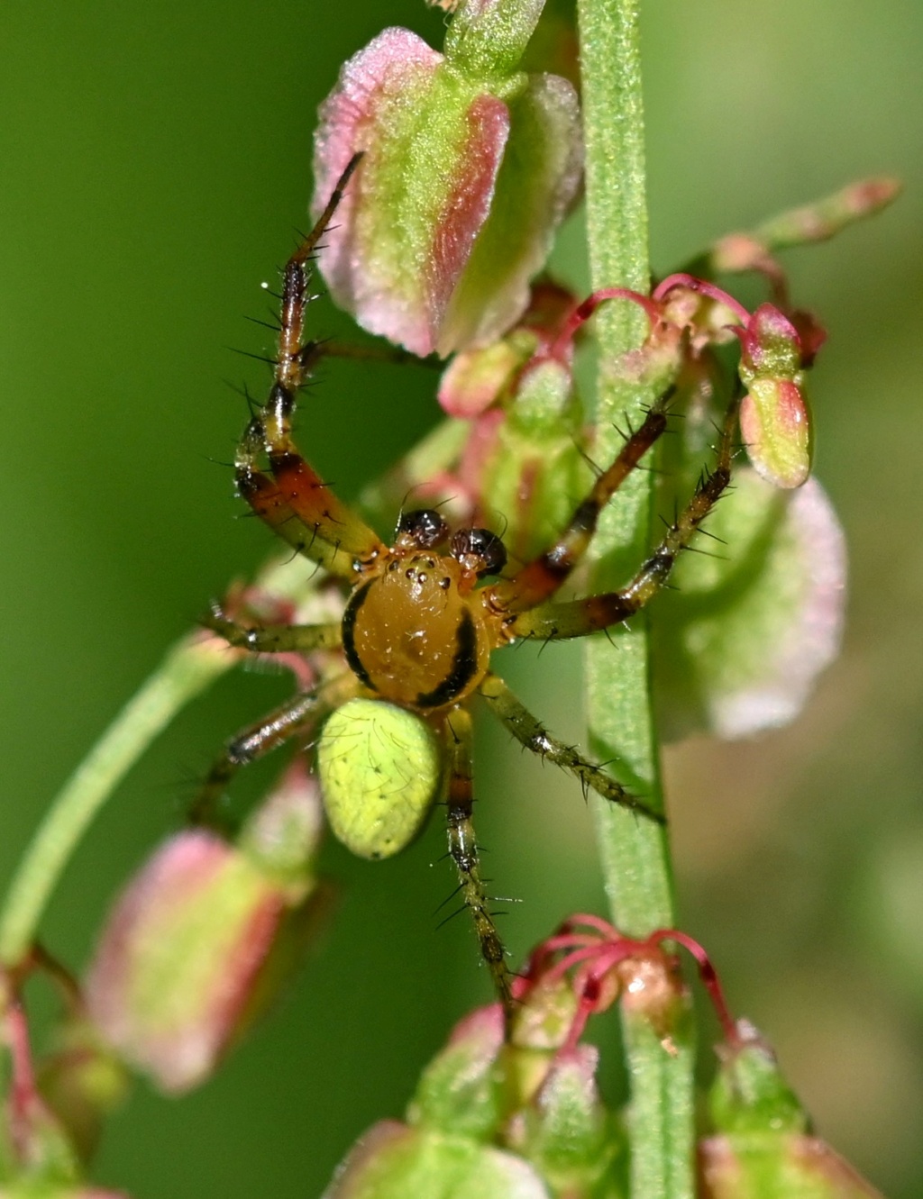 [Araniella (cucurbitina / opisthographa)] Araniella Dsc_7411