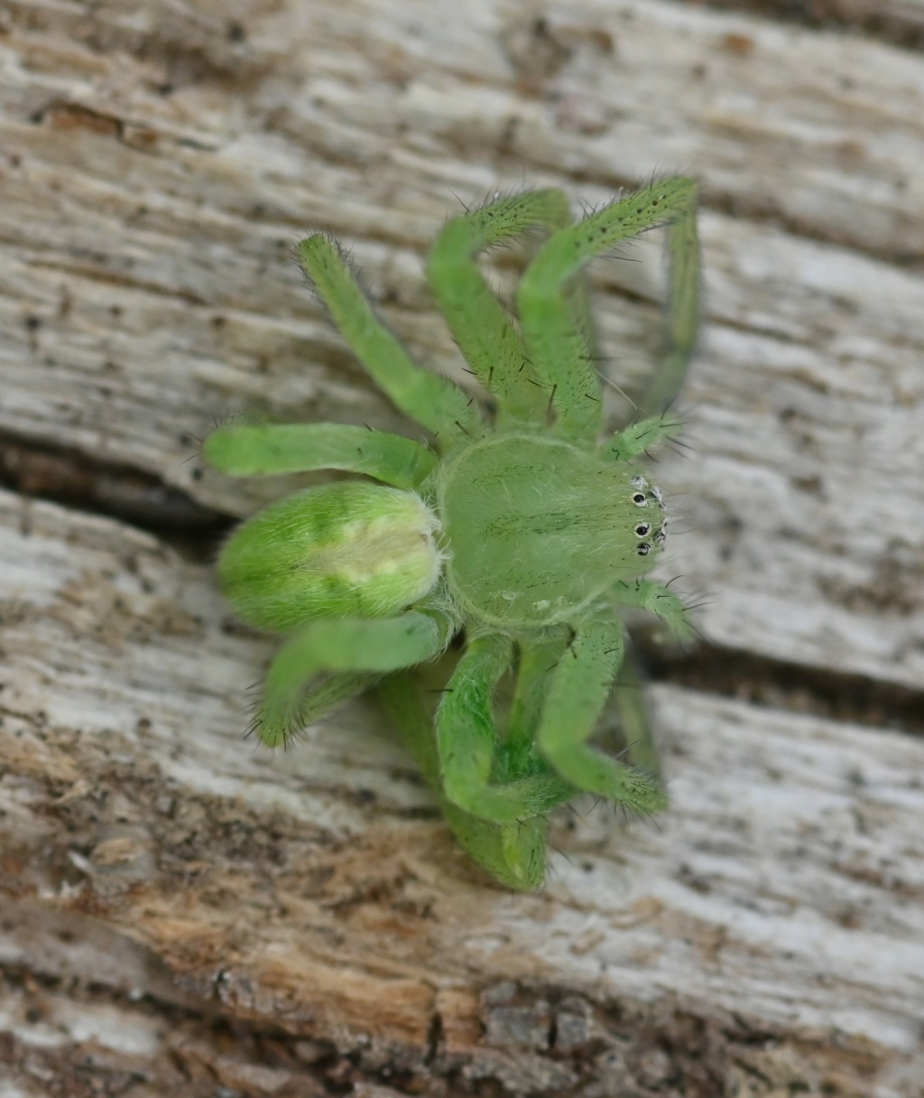 [Cheiracanthium (mildei)] Jeune Micrommata sp ? Dsc_7815