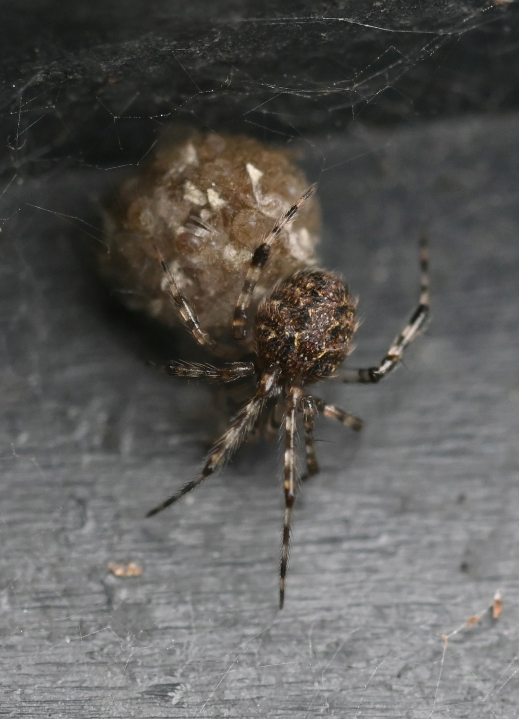 [Théridion sp.] et ses petits Dsc_7922