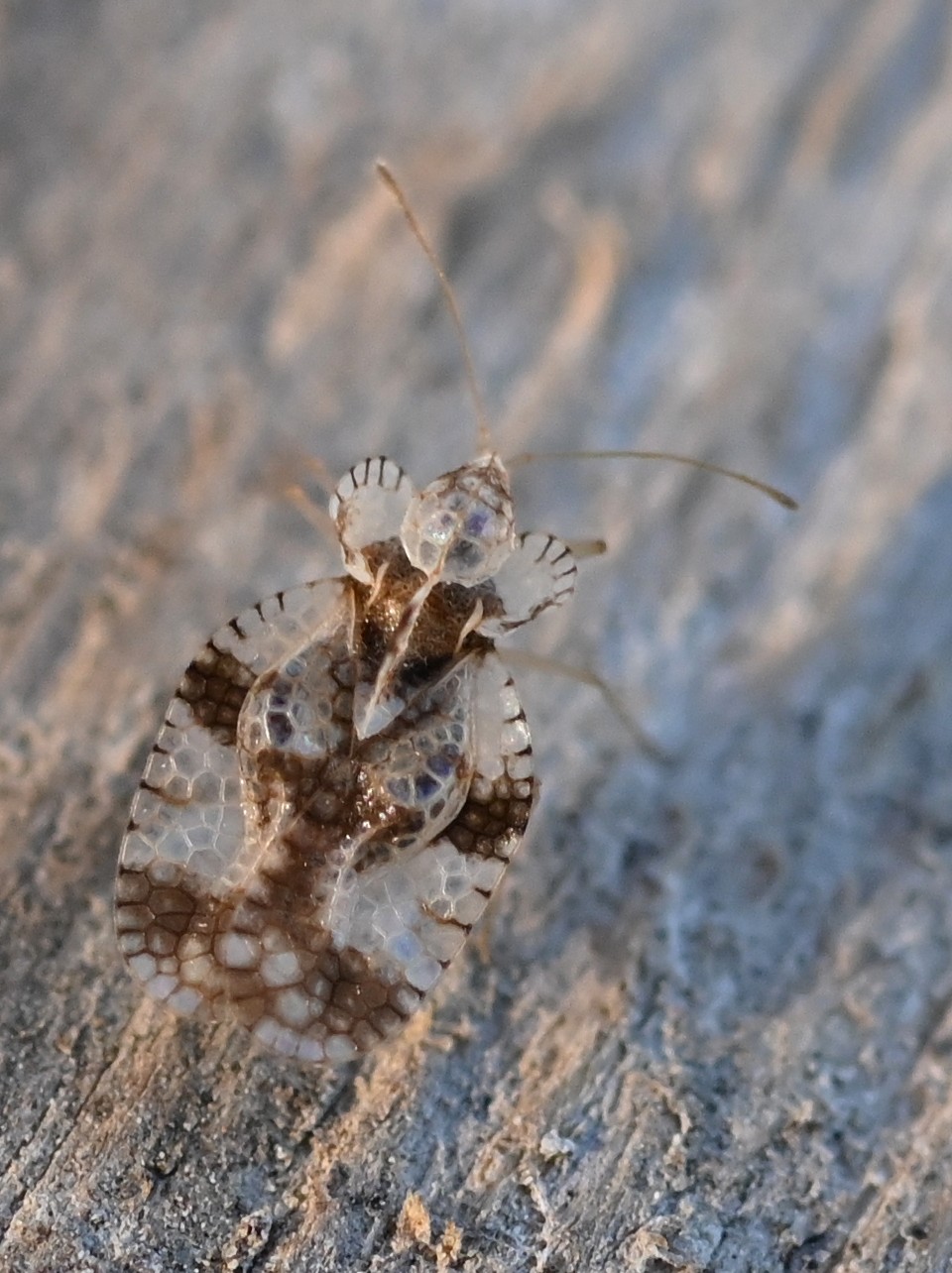 [Stephanitis sp._Isère] Stephanitis... Dsc_8118