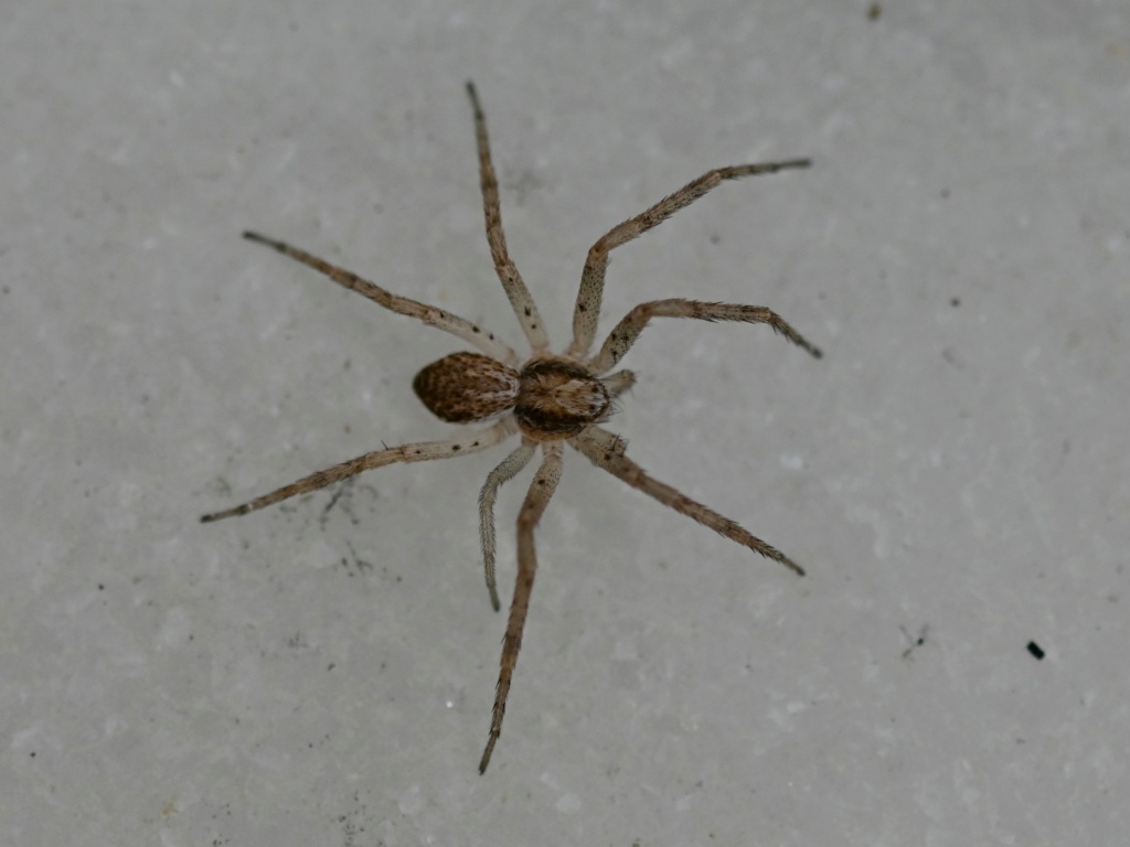 [Philodromus dispar] femelle   Philodromus dispar Dsc_8527