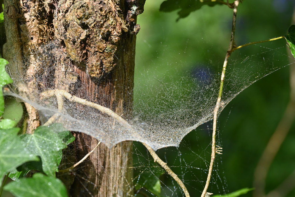 Toile de Linyphiidae ? Dsc_9416