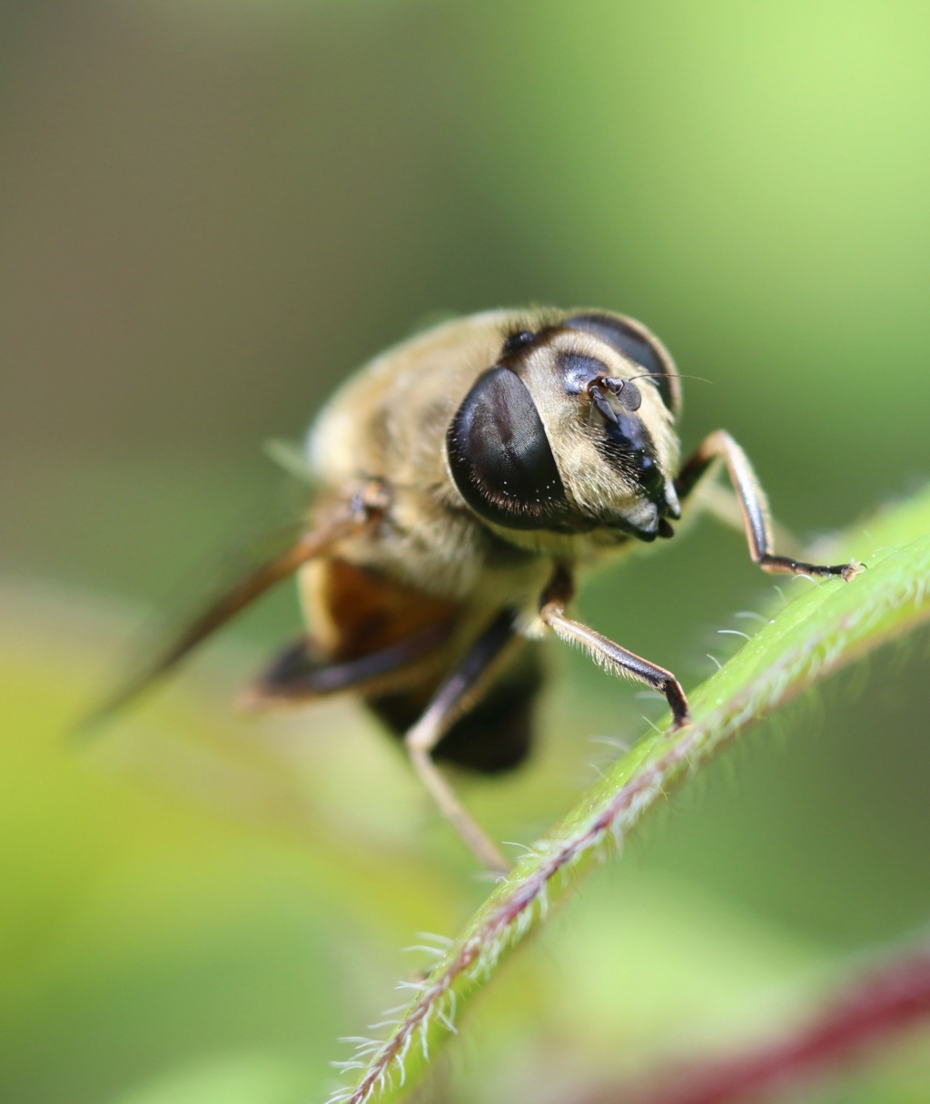 Syrphe mimant une abeille Erista14