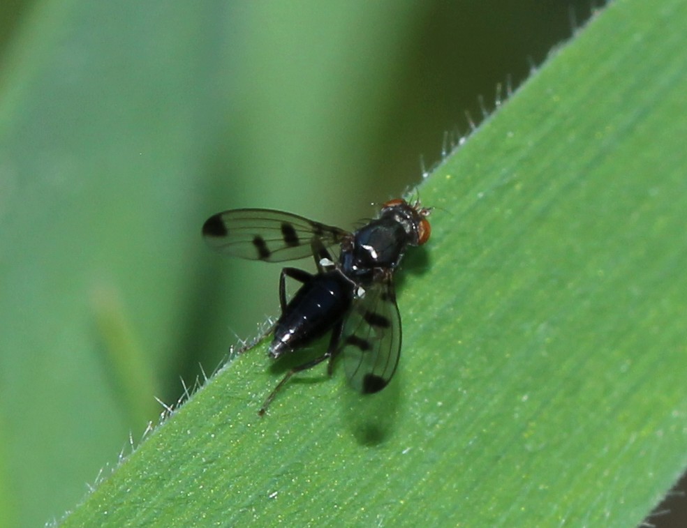 [Geomyza tripunctata] Img_0818