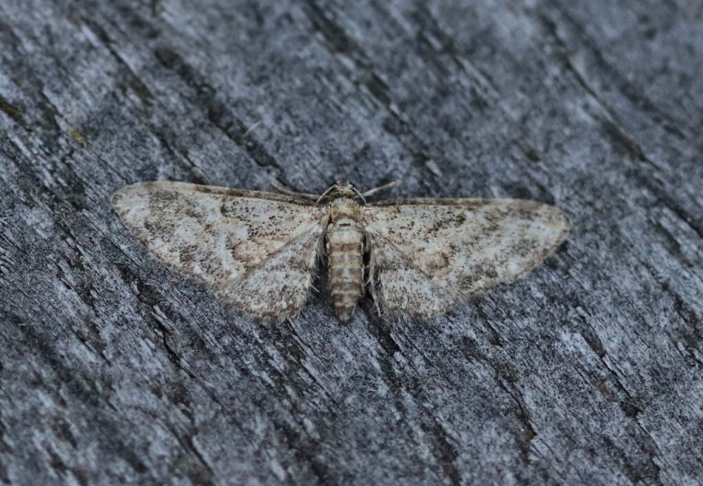 Eupithecia Img_0821