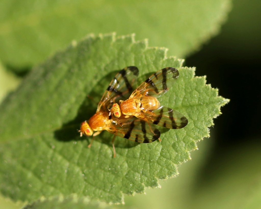 [Rhagoletis alternata] Chetostoma curvinerve Img_1413