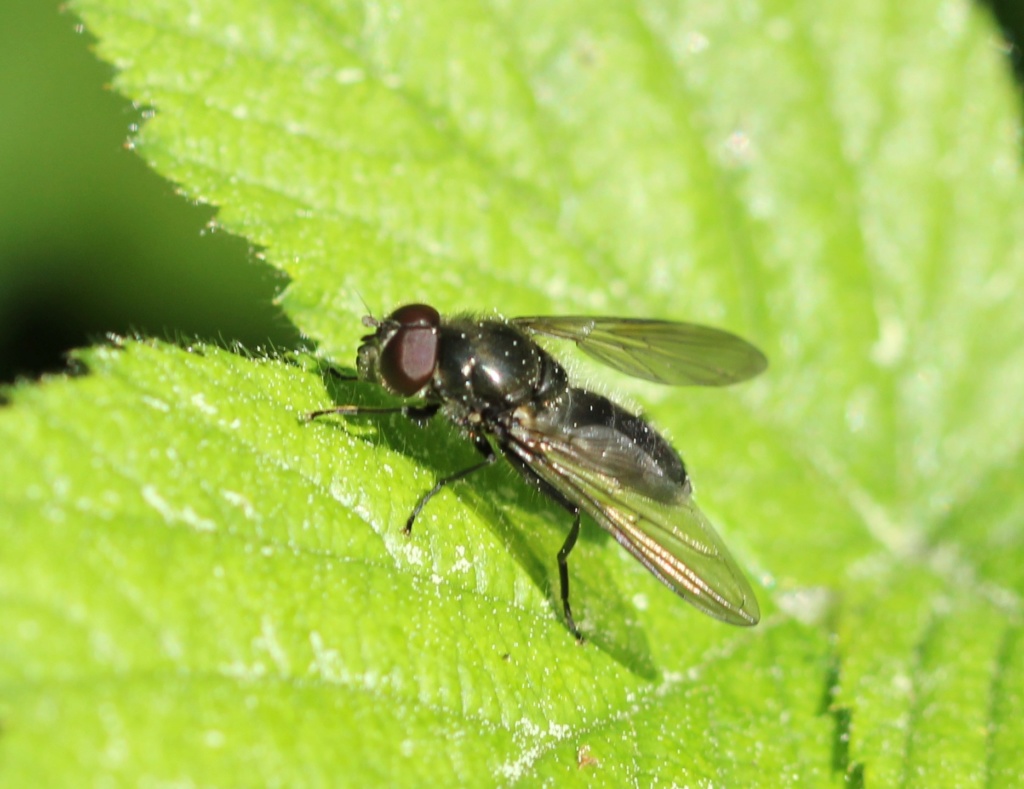 [Chelosia sp.] Cheilosia variabilis ? Img_4411