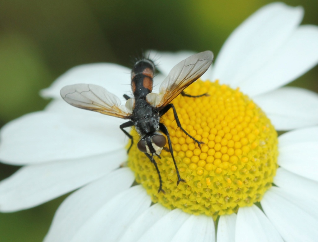 Cylindromyia Img_4816