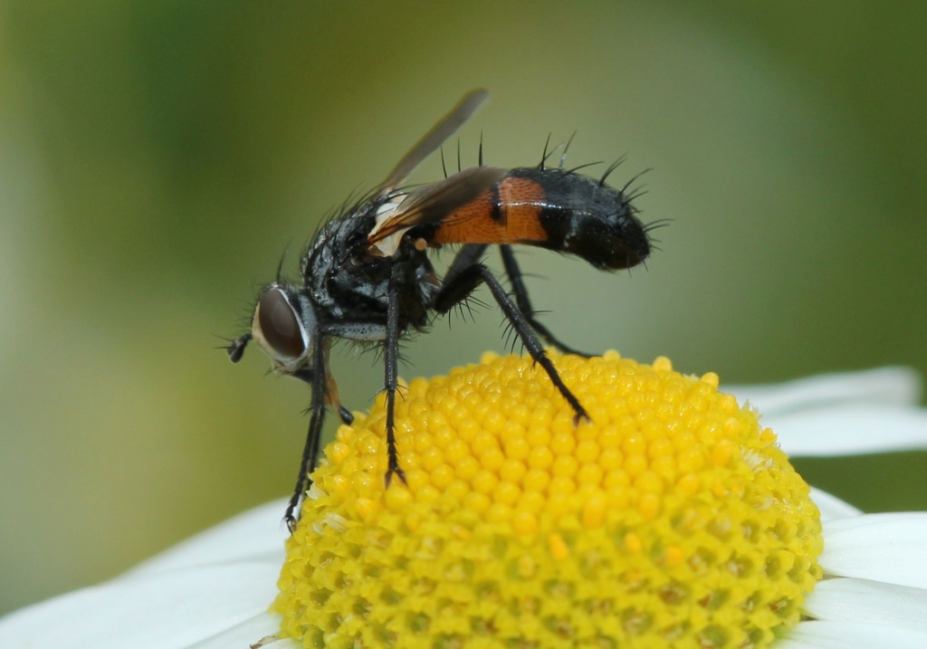 Cylindromyia Img_4817