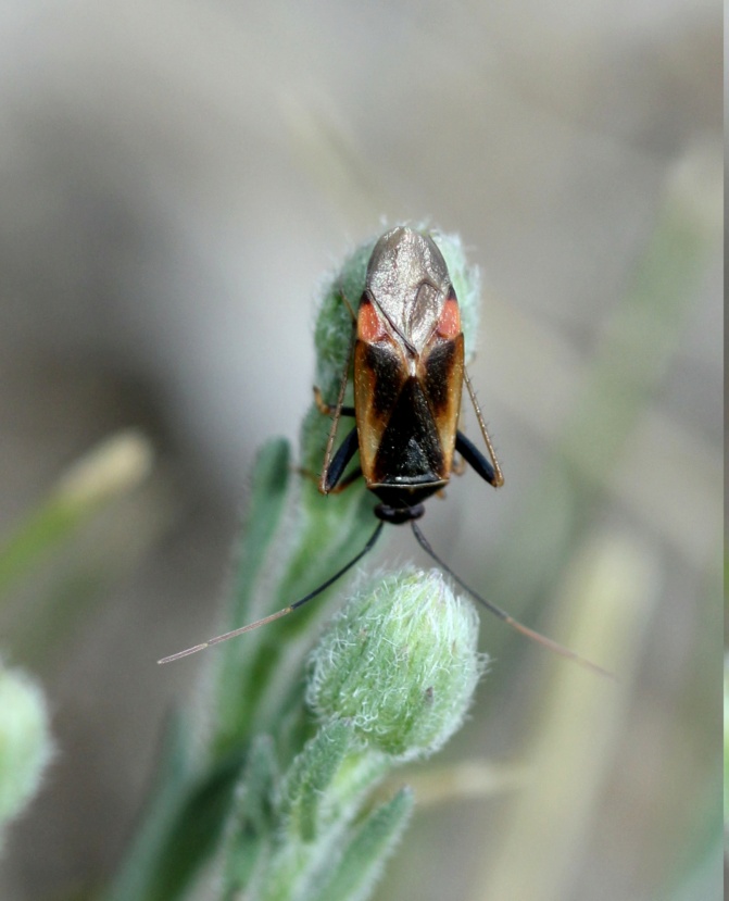 [Adelphocoris seticornis] Adelphocoris seticornis des Hautes-Alpes ? Img_6815