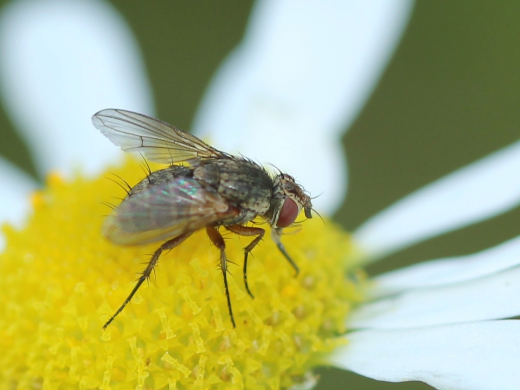 [Siphona sp.] une anthomyidae ? Img_7213