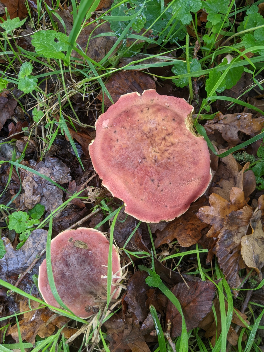 Hortiboletus rubellus Prop_x12