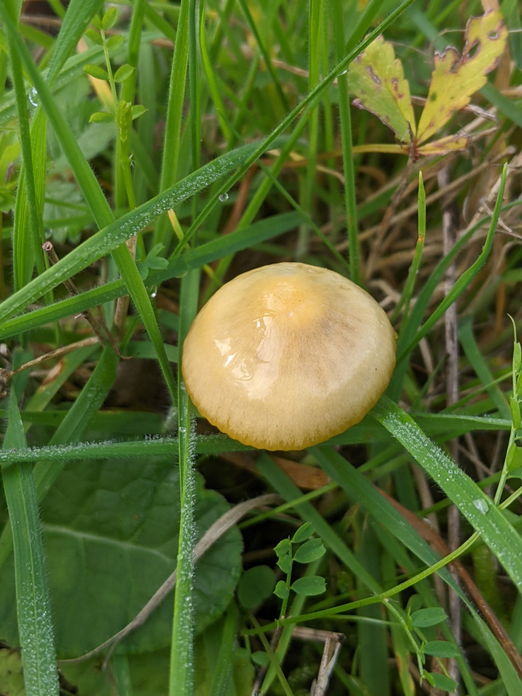 en touffe dans l'herbe Pxl_2123