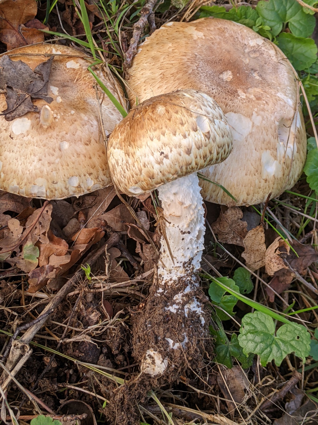 Agaricus augustus ?  Pxl_2175