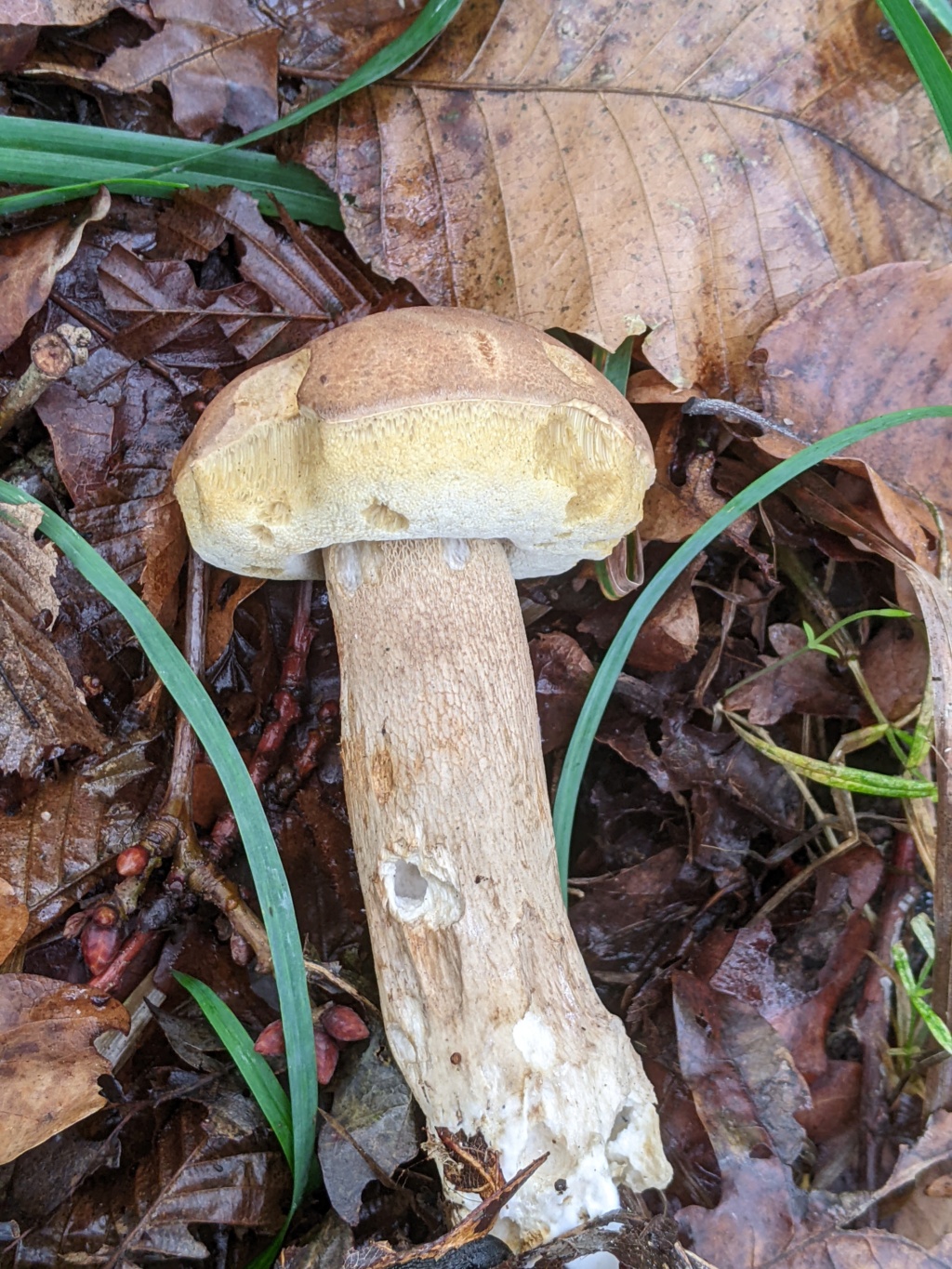 Boletus aestivalis ? Pxl_2190