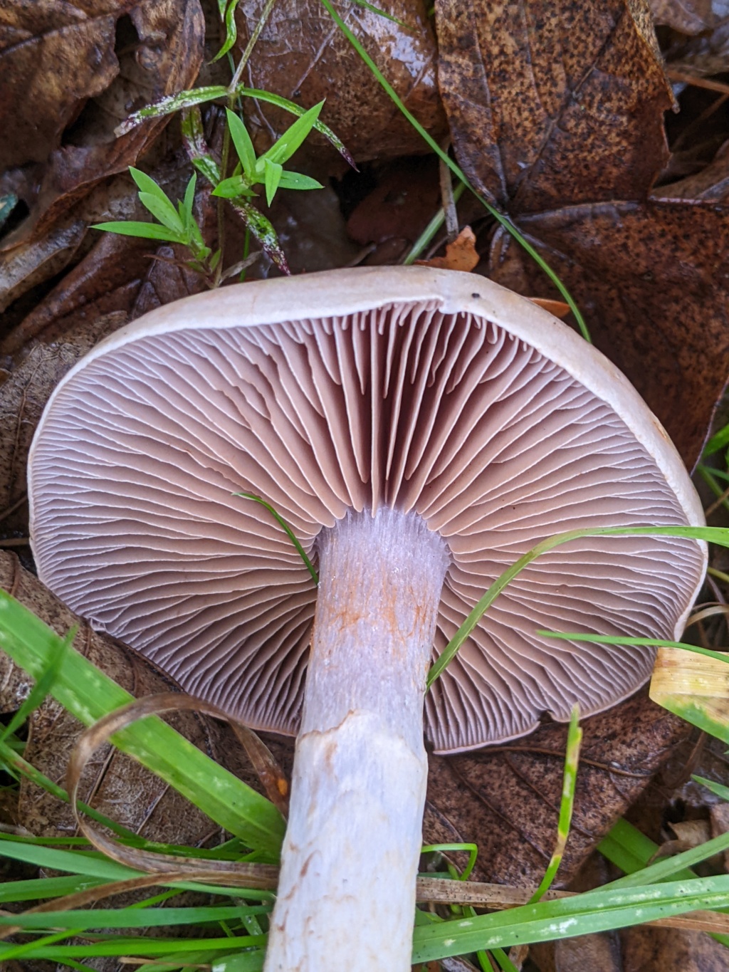 Cortinarius sp.  Pxl_2240