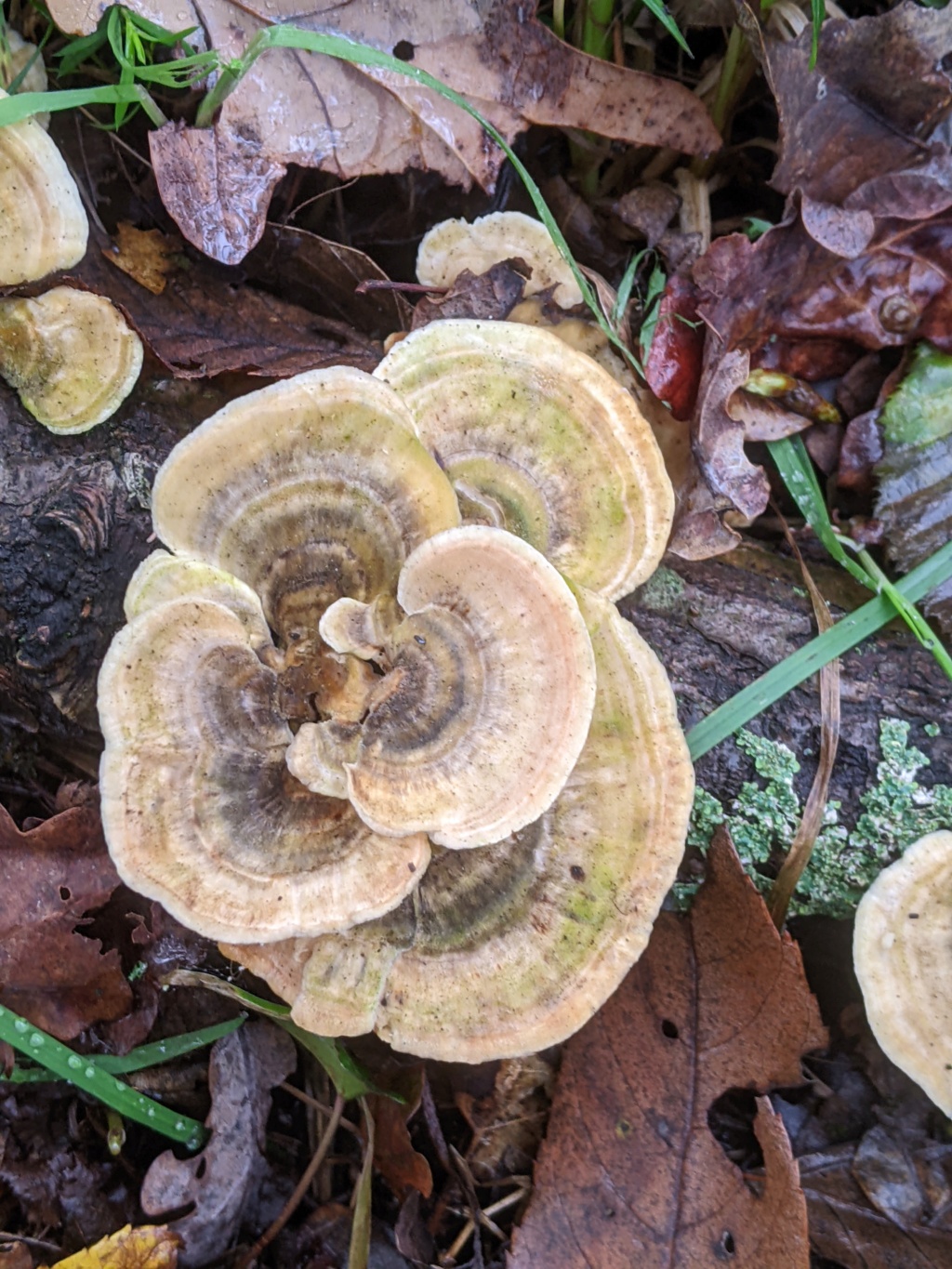 Trametes versicolor ? Pxl_2250