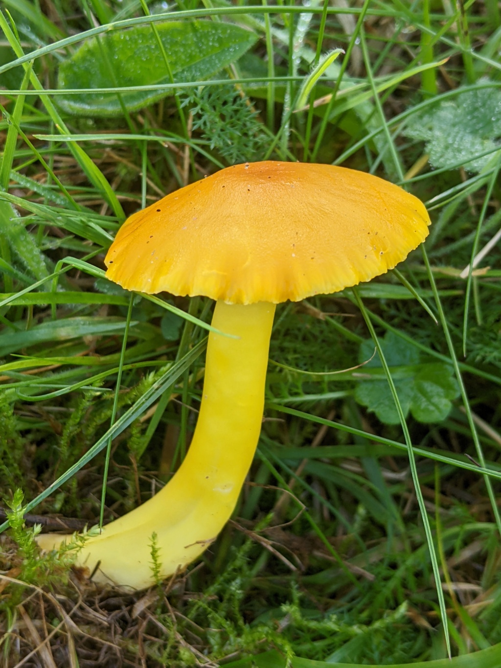 Hygrocybe chlorophana ? Pxl_2257