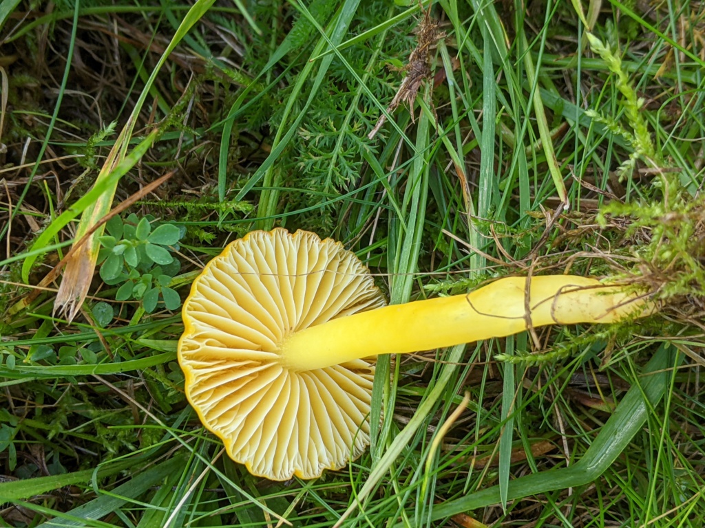 Hygrocybe chlorophana ? Pxl_2258