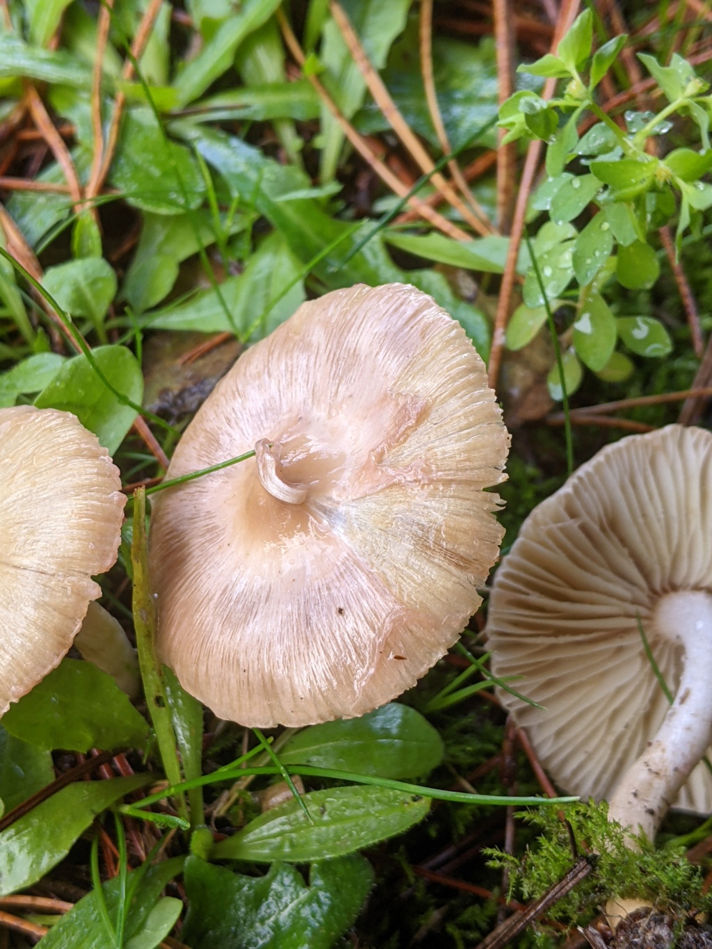 Inocybe geophylla lilacina  Pxl_2284