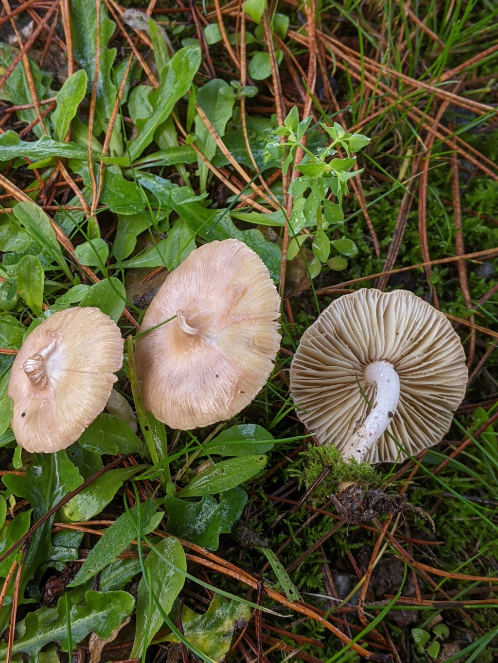 Inocybe geophylla lilacina  Pxl_2285