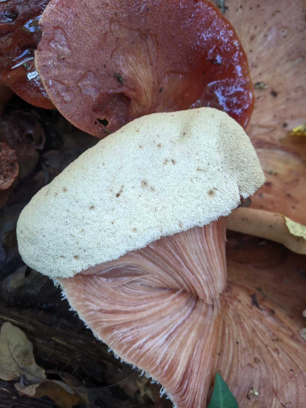 Fistulina hepatica ? Pxl_2328