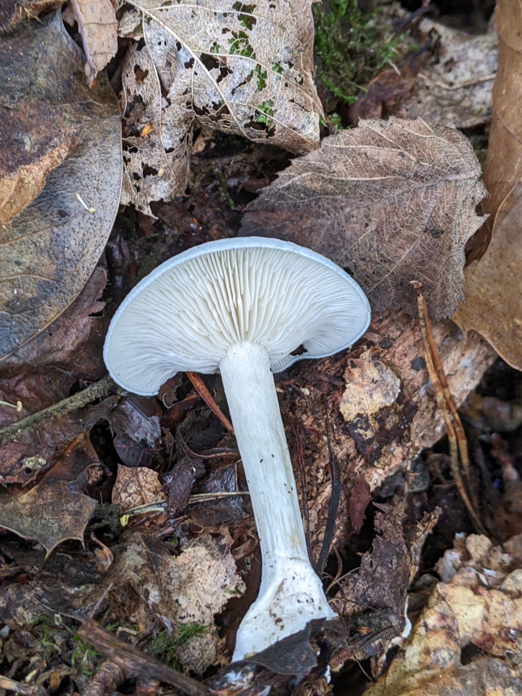 Clitocybe odora Pxl_2336