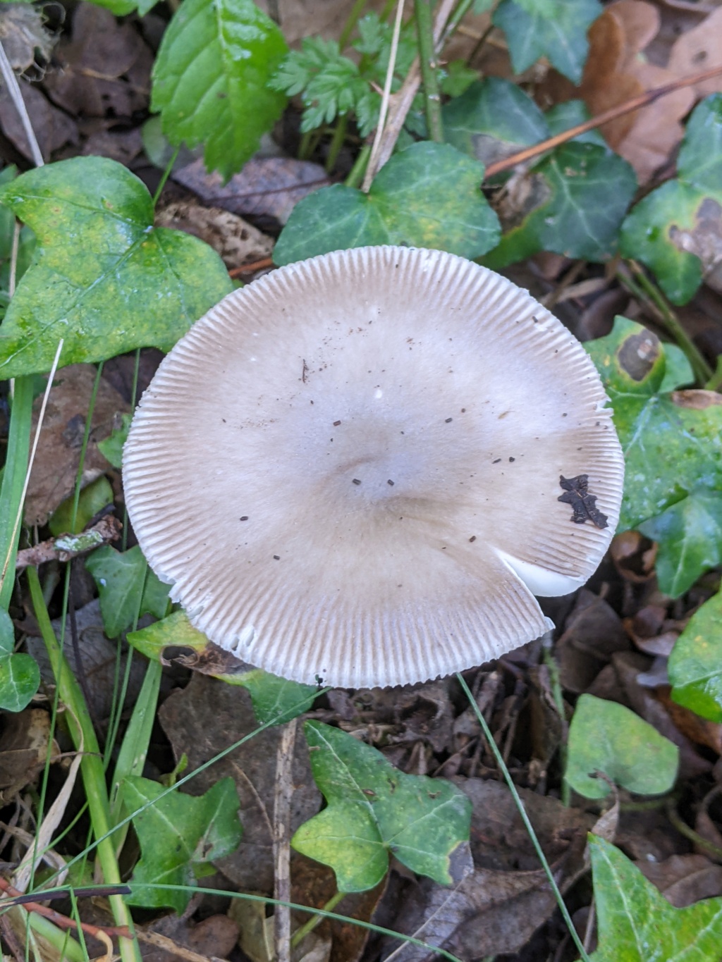 Amanita sp Pxl_2406