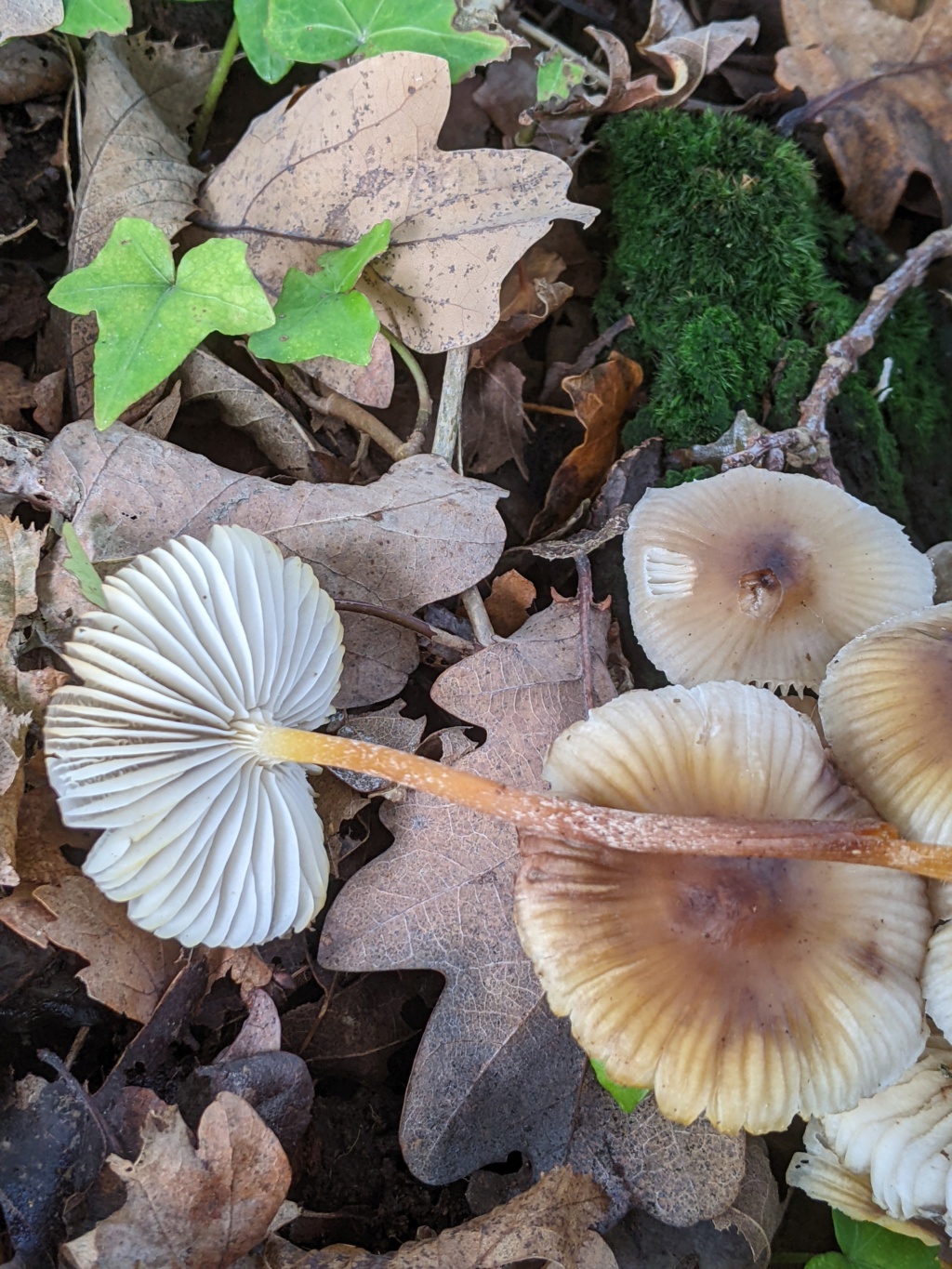 Mycena inclinata Pxl_2435