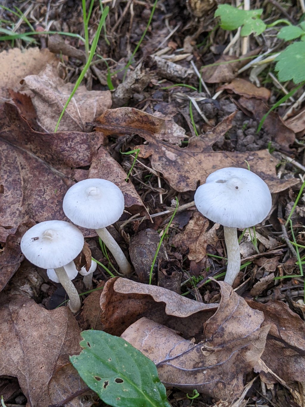 Inocybe sp Pxl_2439