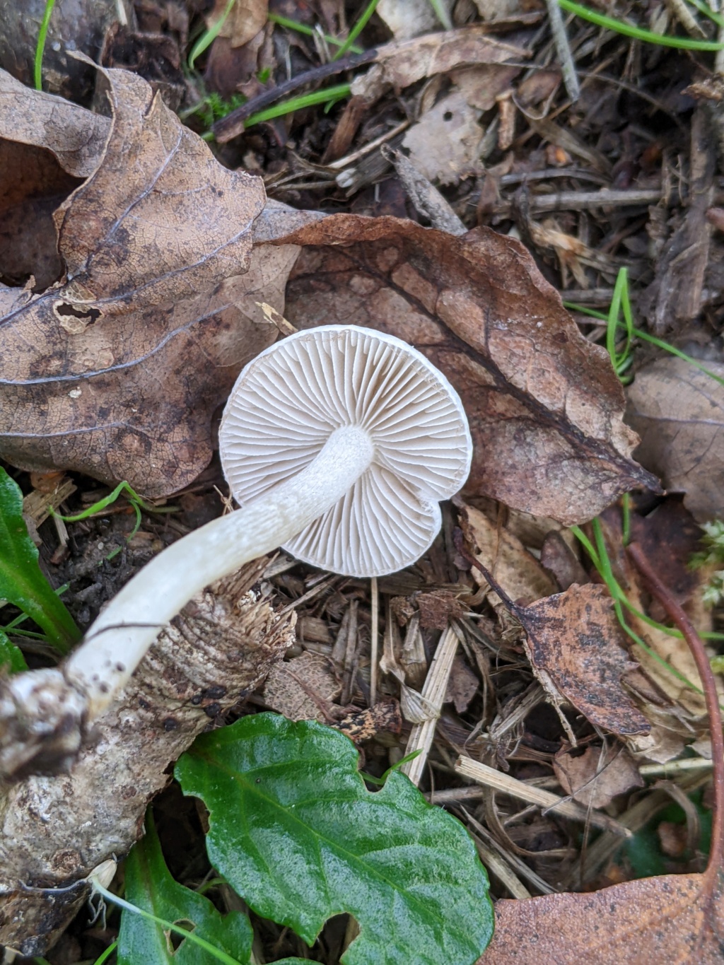 Inocybe sp Pxl_2440