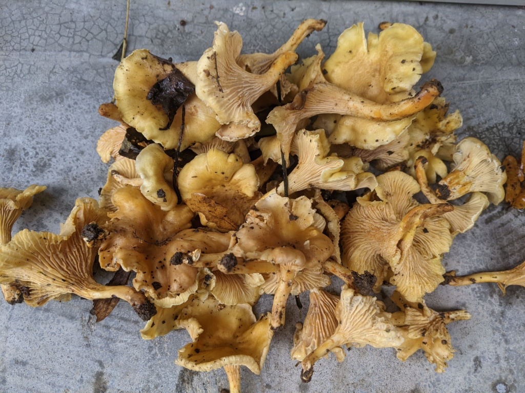 Cantharellus  Pxl_2457