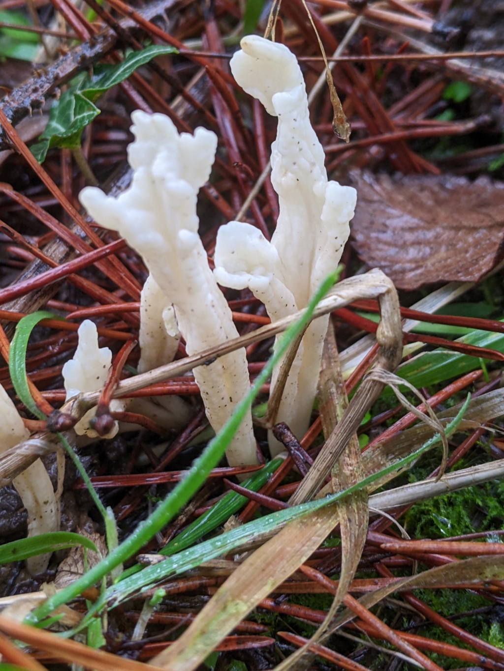 Clavulina rugosa ? Pxl_2476